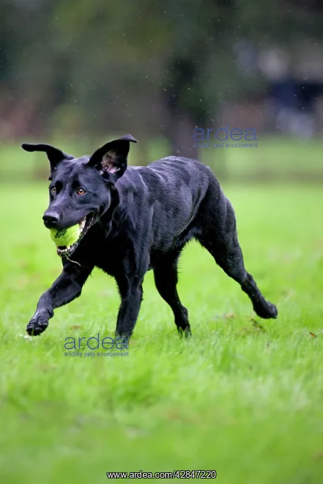 : Dog - Black Labrador running in garden with tennis : Dog - Black Labrador running in garden with tennis