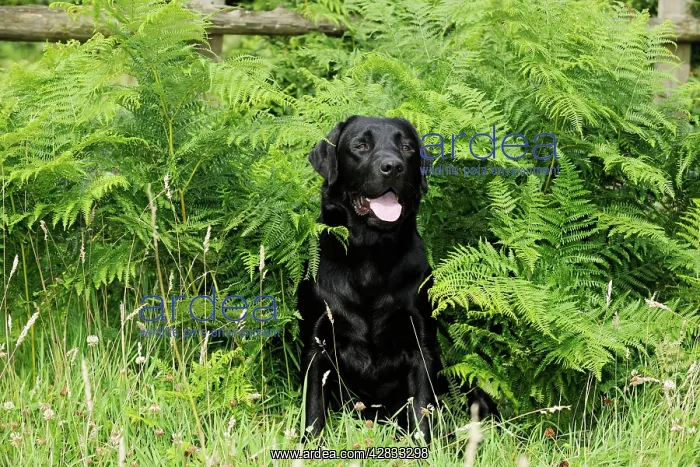 : Dog. Black labrador sitting in ferns : Dog. Black labrador sitting in ferns