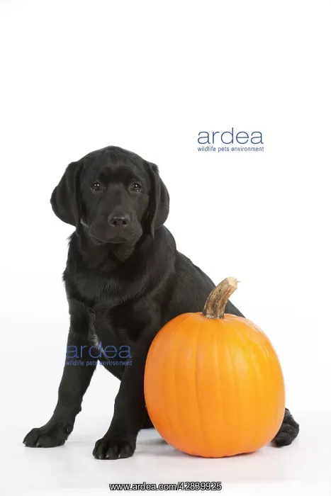 : DOG - Black labrador sitting with a pumpkin : DOG - Black labrador sitting with a pumpkin