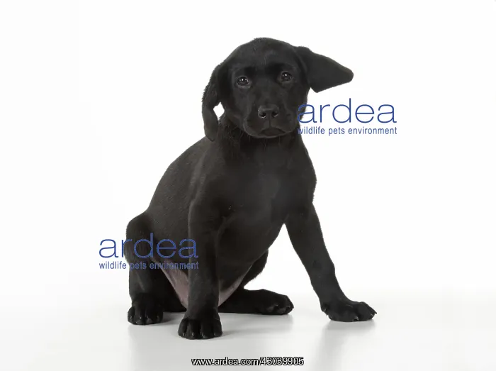 : DOG. Black Labrador sitting, studio ( 9 weeks old : DOG. Black Labrador sitting, studio ( 9 weeks old