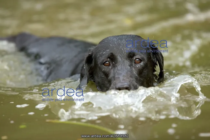  : Dog - Black Labrador - swimming