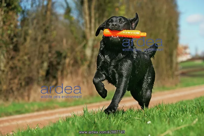 : Dog - Black labrador with toy : Dog - Black labrador with toy
