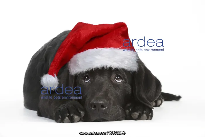 : DOG - Black labrador wearing Christmas hat laying : DOG - Black labrador wearing Christmas hat laying