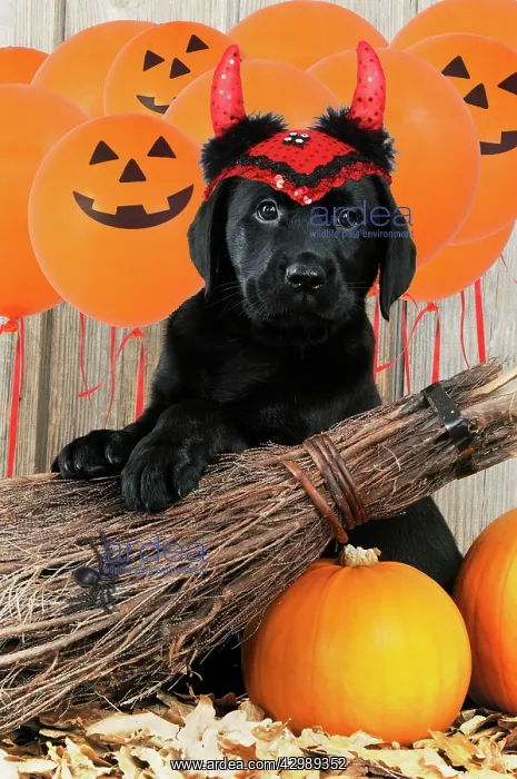 : DOG - Black Labrador wearing devil hat with broom : DOG - Black Labrador wearing devil hat with broom