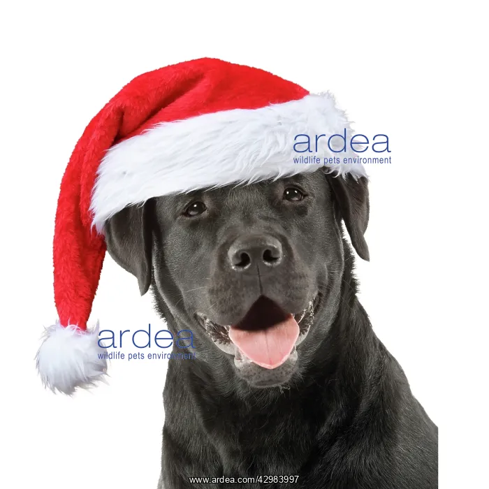 : Dog - Black Labrador wearing a red Christmas hat : Dog - Black Labrador wearing a red Christmas hat