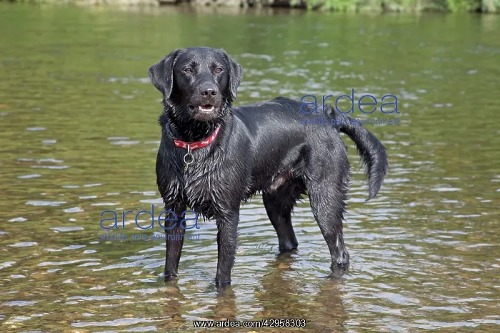 : Dog - Black Labrador - wet - standing in River Wye : Dog - Black Labrador - wet - standing in River Wye