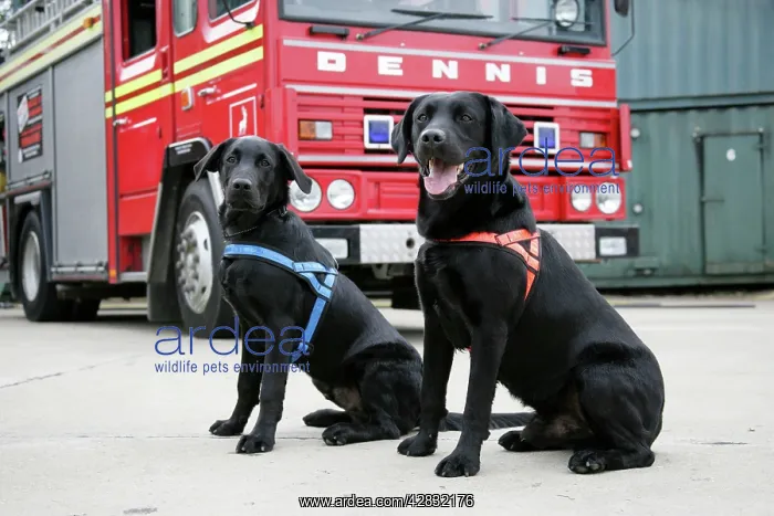  : Dog - Black Labradors by Fire Engine