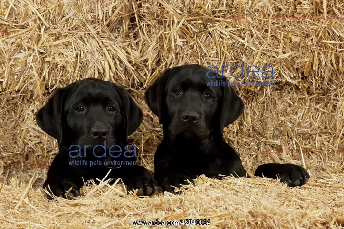 : DOG - Black labradors lying together in straw
