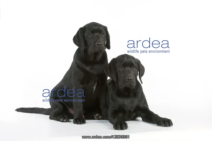 : DOG - Black labradors sitting together : DOG - Black labradors sitting together