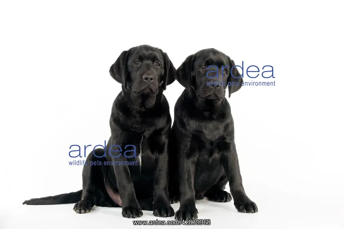 : DOG - Black labradors sitting together : DOG - Black labradors sitting together