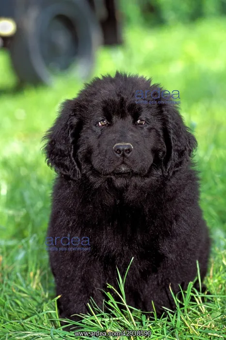 : Dog - Black Newfoundland puppy - sitting in grass : Dog - Black Newfoundland puppy - sitting in grass