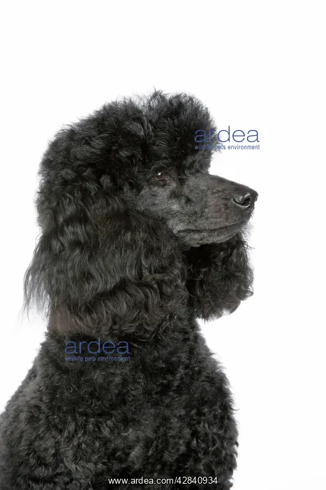  : Dog. Black poodle
