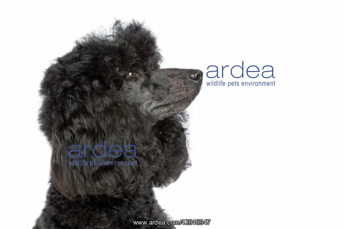  : Dog. Black poodle