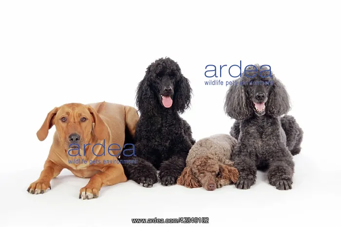 : DOG. Black poodle, grey poodle, brown miniature : DOG. Black poodle, grey poodle, brown miniature