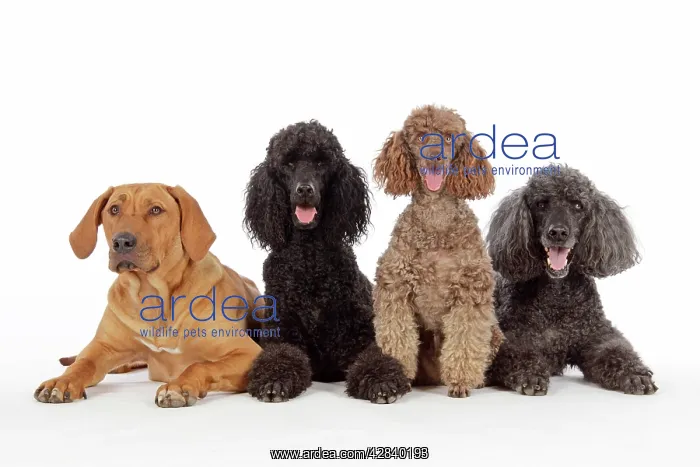 : DOG. Black poodle, grey poodle, brown miniature : DOG. Black poodle, grey poodle, brown miniature