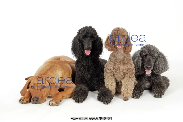 : DOG. Black poodle, grey poodle, brown miniature : DOG. Black poodle, grey poodle, brown miniature
