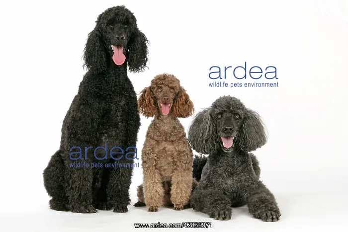 : DOG. Black poodle, grey poodle and brown miniature poodle : DOG. Black poodle, grey poodle and brown miniature poodle