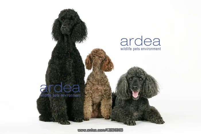 : DOG. Black poodle, grey poodle and brown miniature poodle : DOG. Black poodle, grey poodle and brown miniature poodle