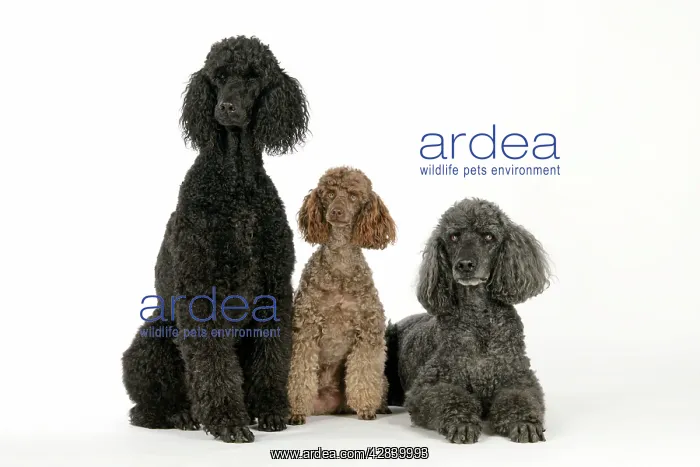 : DOG. Black poodle, grey poodle and brown miniature poodle : DOG. Black poodle, grey poodle and brown miniature poodle