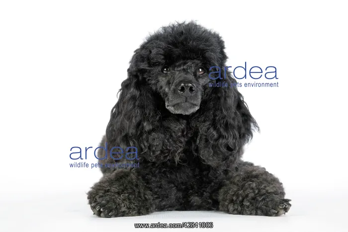  : Dog. Black poodle lying down