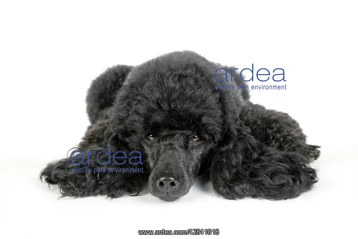 : Dog. Black poodle lying down : Dog. Black poodle lying down