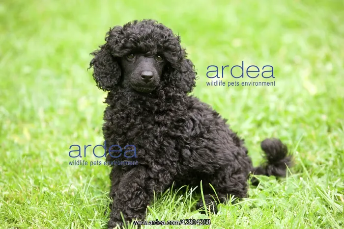  : Dog - Black poodle outside in garden