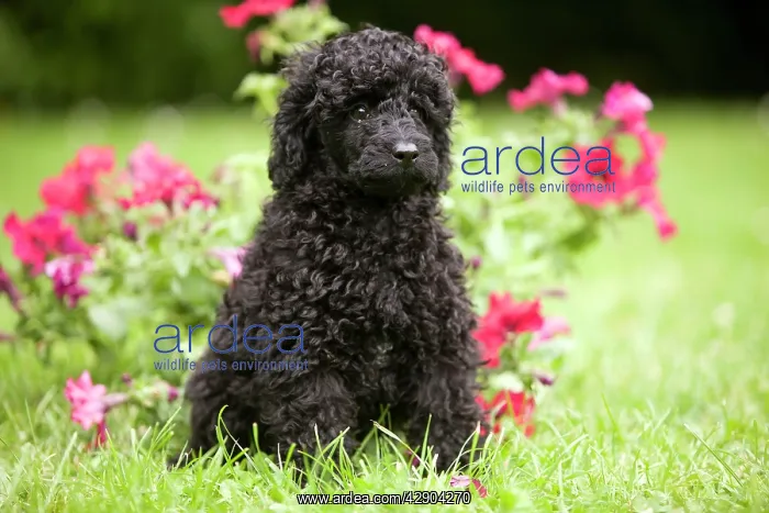  : Dog - Black poodle outside in garden