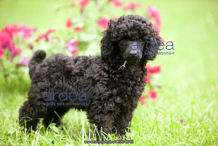 : Dog - Black poodle outside in garden with grass in mouth : Dog - Black poodle outside in garden with grass in mouth