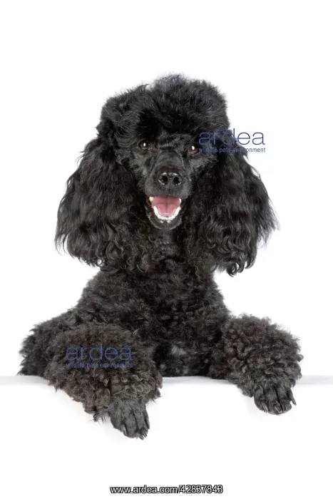  : Dog. Black poodle with paws over ledge