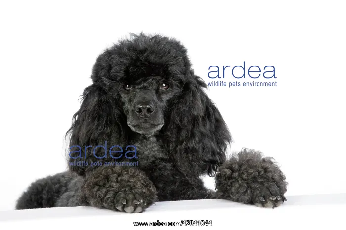  : Dog. Black poodle with paws over ledge