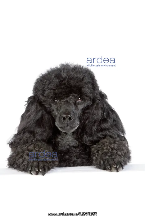  : Dog. Black poodle with paws over ledge