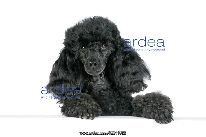  : Dog. Black poodle with paws over ledge