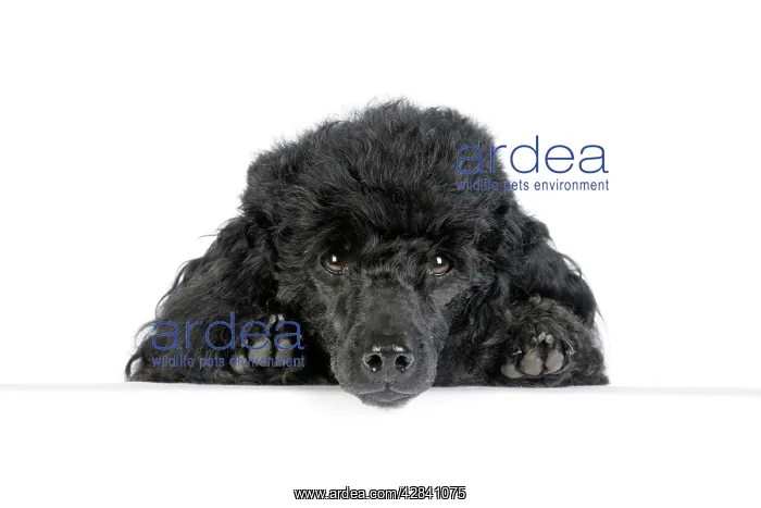  : Dog. Black poodle with paws over ledge