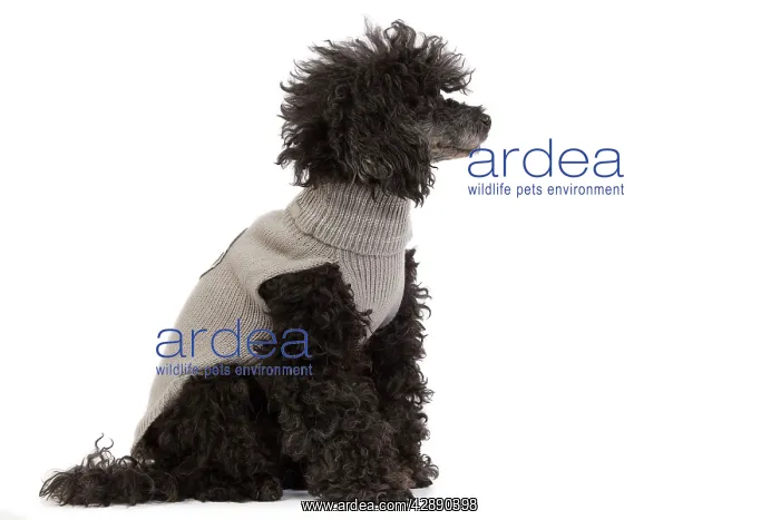  : Dog - Black Poodle wearing knitted jumper