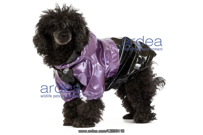  : Dog - black Poodle wearing shiny purple jacket