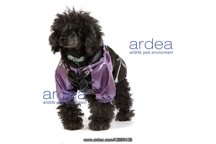 : Dog - black Poodle wearing shiny purple jacket in studio : Dog - black Poodle wearing shiny purple jacket in studio
