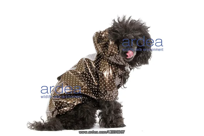 : Dog - black Poodle weariny shiny jacket in studio : Dog - black Poodle weariny shiny jacket in studio