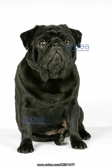 : DOG. Black pug : DOG. Black pug