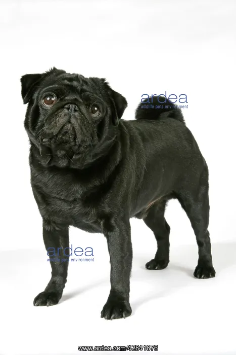 : DOG. Black pug : DOG. Black pug