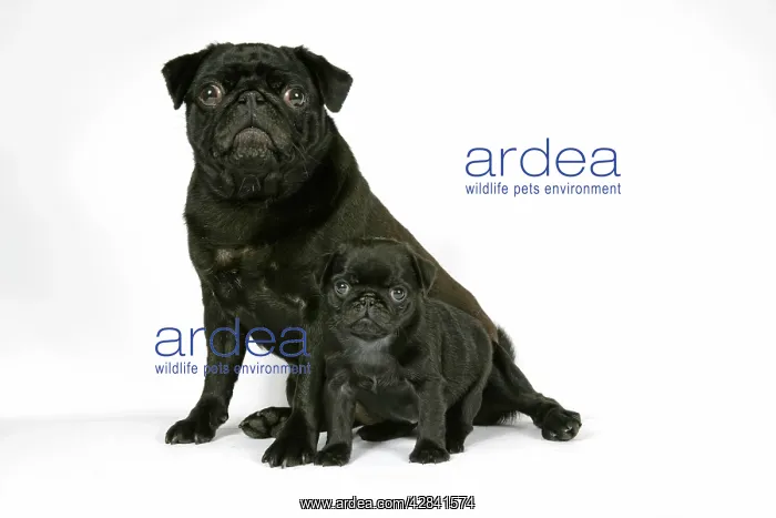 : DOG. Black pug with black puppy (6 weeks old) : DOG. Black pug with black puppy (6 weeks old)