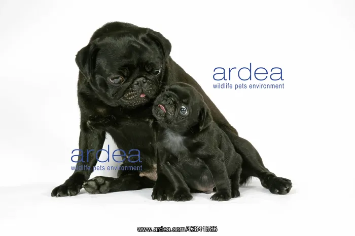 : DOG. Black pug with black puppy (6 weeks old) : DOG. Black pug with black puppy (6 weeks old)