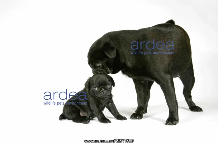 : DOG. Black pug with black puppy (6 weeks old) : DOG. Black pug with black puppy (6 weeks old)