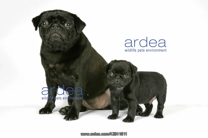 : DOG. Black pug with black puppy (6 weeks old) : DOG. Black pug with black puppy (6 weeks old)