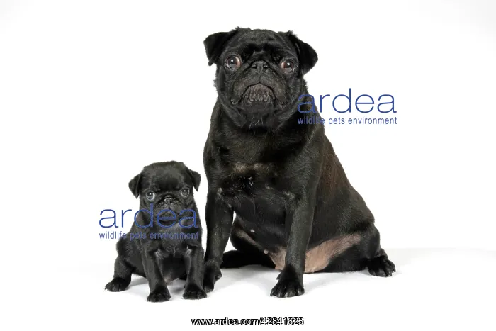 : DOG. Black pug with black puppy (6 weeks old) : DOG. Black pug with black puppy (6 weeks old)