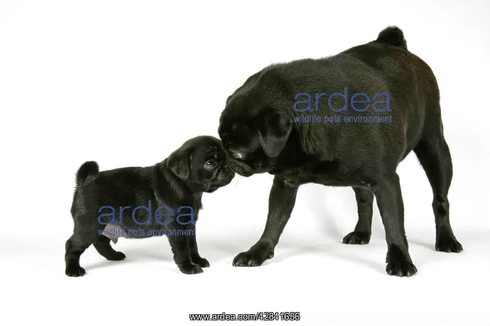 : DOG. Black pug with black puppy (6 weeks old) : DOG. Black pug with black puppy (6 weeks old)