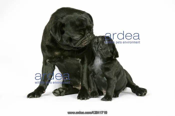 : DOG. Black pug with black puppy (6 weeks old) : DOG. Black pug with black puppy (6 weeks old)