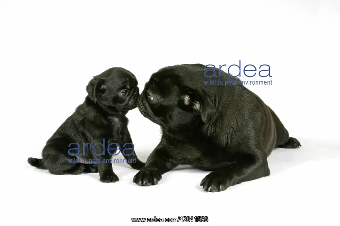 : DOG. Black pug with black puppy (6 weeks old) looking : DOG. Black pug with black puppy (6 weeks old) looking