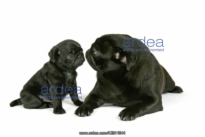  : DOG. Black pug with black puppy (6 weeks old) looking