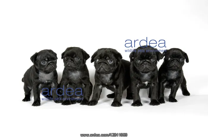: DOG. Five black pug puppies (6 weeks old) : DOG. Five black pug puppies (6 weeks old)