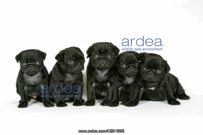 : DOG. Five black pug puppies (6 weeks old) : DOG. Five black pug puppies (6 weeks old)